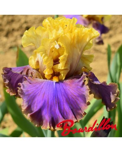 Iris : Garden Treasure