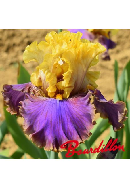 Iris : Garden Treasure
