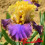 Iris : Garden Treasure