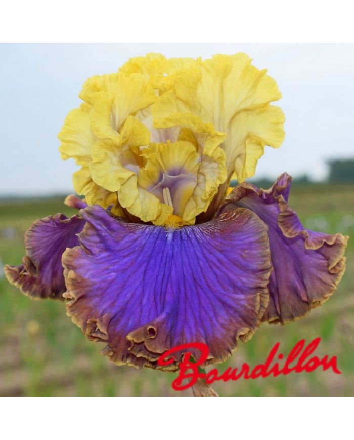 Iris : Garden Treasure