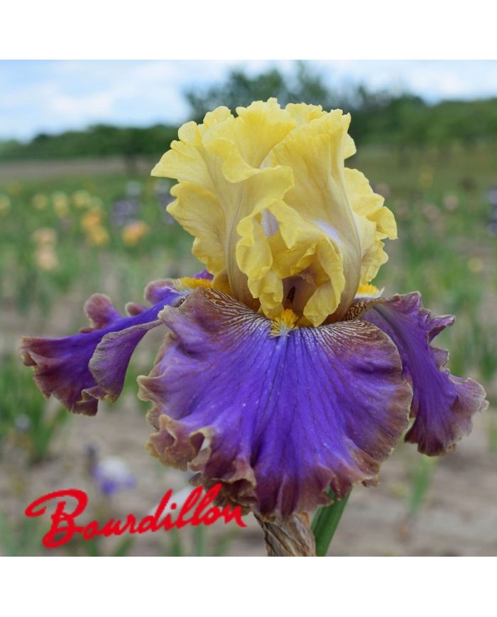 Iris : Garden Treasure