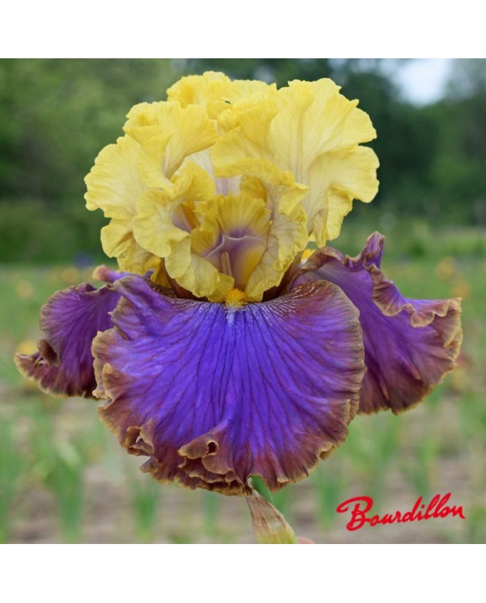 Iris : Garden Treasure