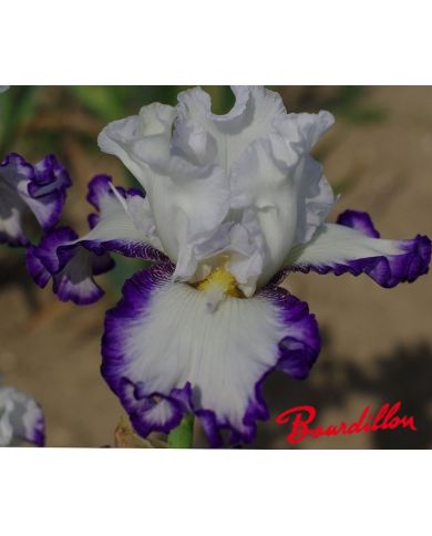 Iris : Cartouche