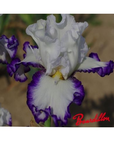Iris : Cartouche