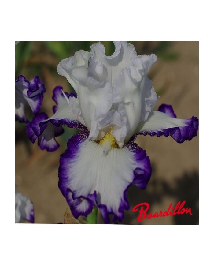 Iris : Cartouche