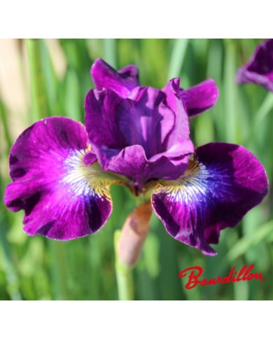 Iris : BERLIN PURPLE WINE