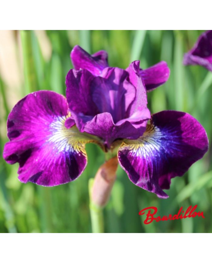 Iris : BERLIN PURPLE WINE