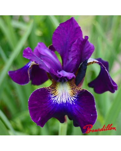 Iris : BERLIN PURPLE WINE