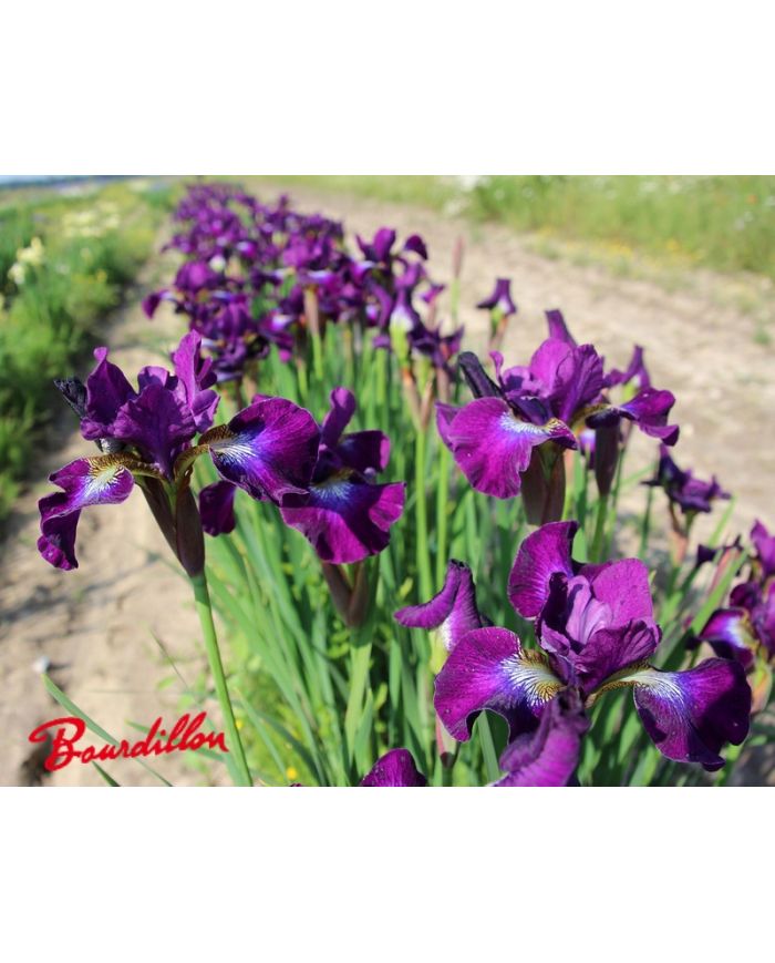 Iris : BERLIN PURPLE WINE