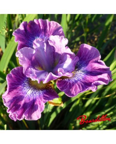 Iris : STRAWBERRY FAIR