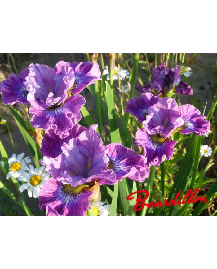 Iris : STRAWBERRY FAIR