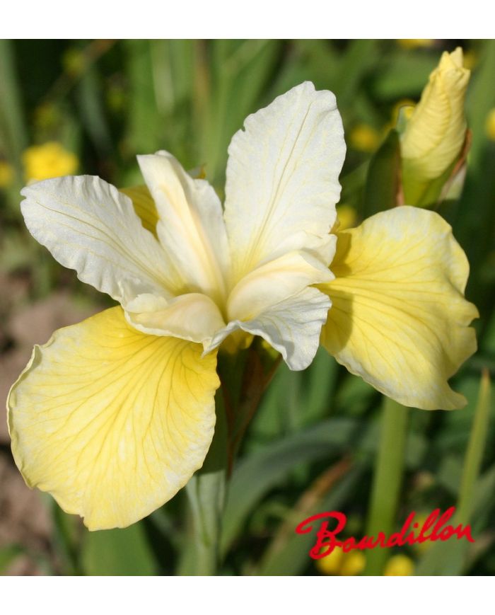 Iris : BUTTER AND SUGAR