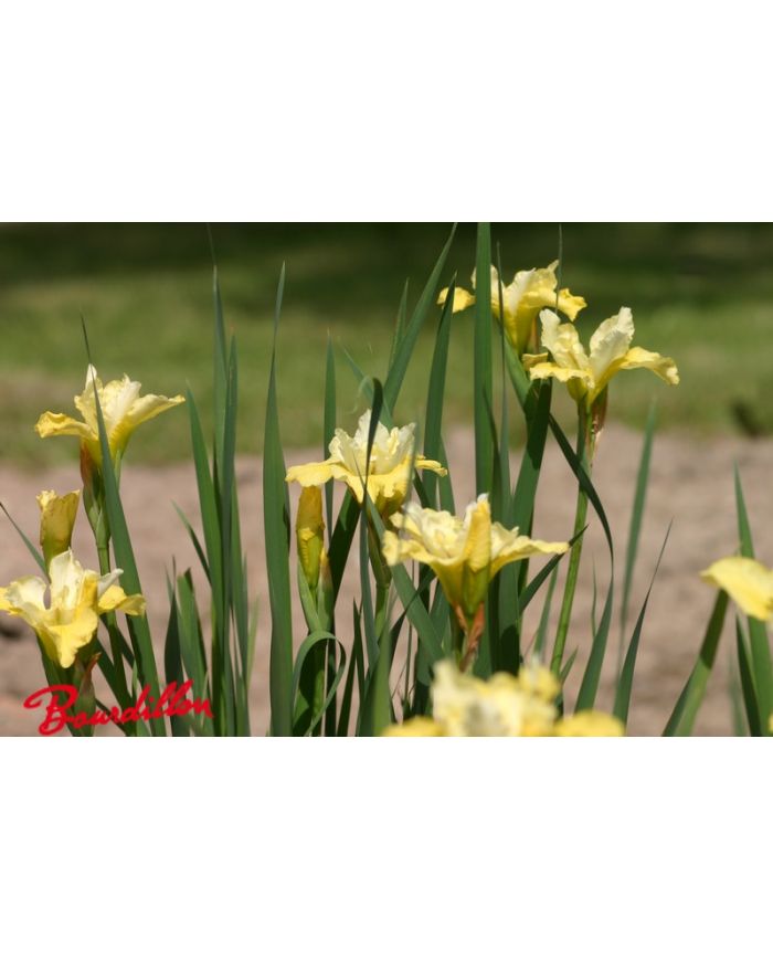 Iris : BUTTER AND SUGAR