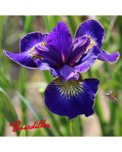 Iris : GOLDEN EDGE
