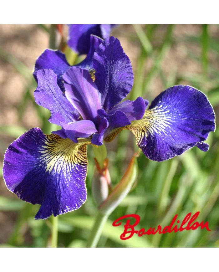 Iris : GOLDEN EDGE