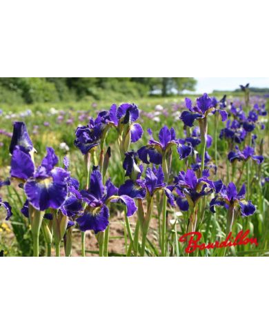 Iris : GOLDEN EDGE
