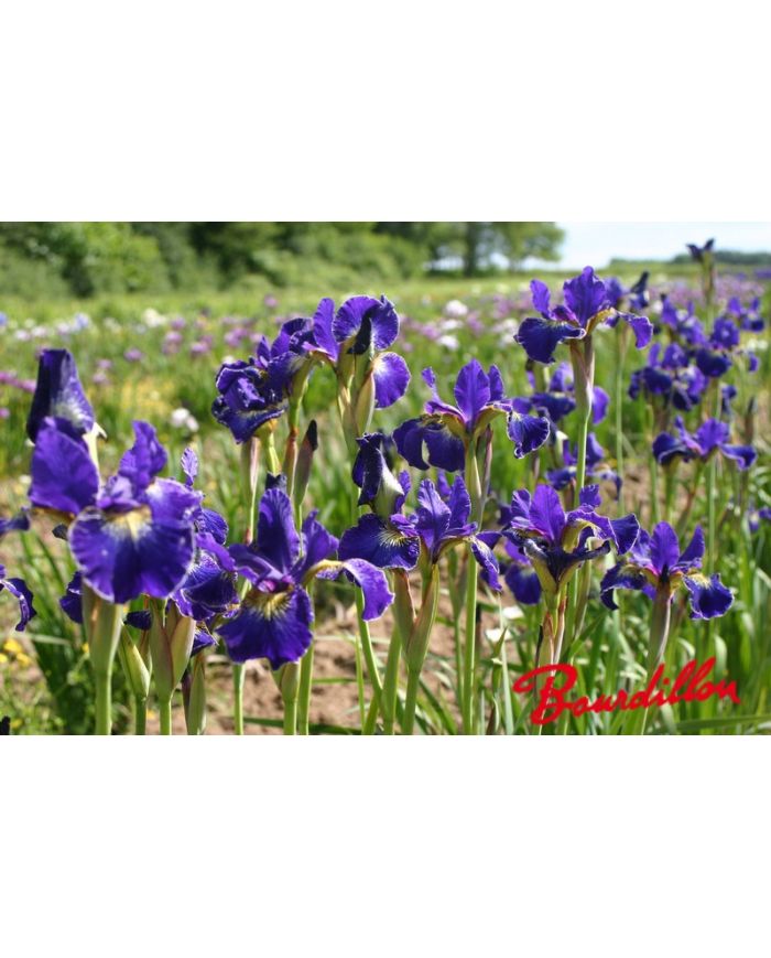 Iris : GOLDEN EDGE