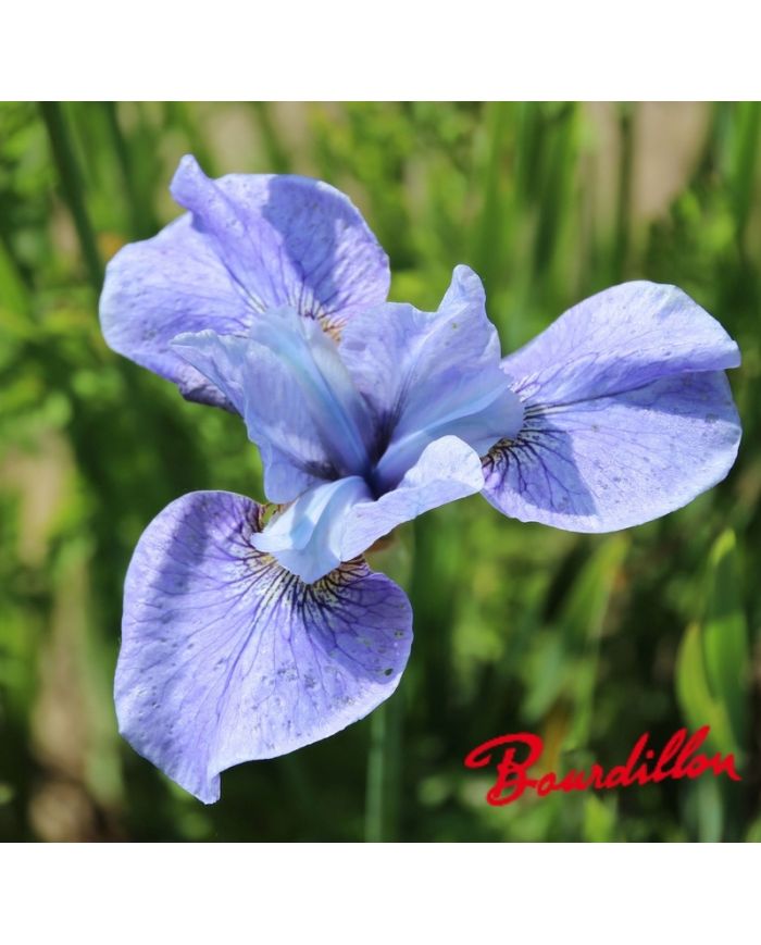 Iris : STEVE VARNER