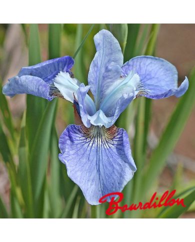 Iris : STEVE VARNER