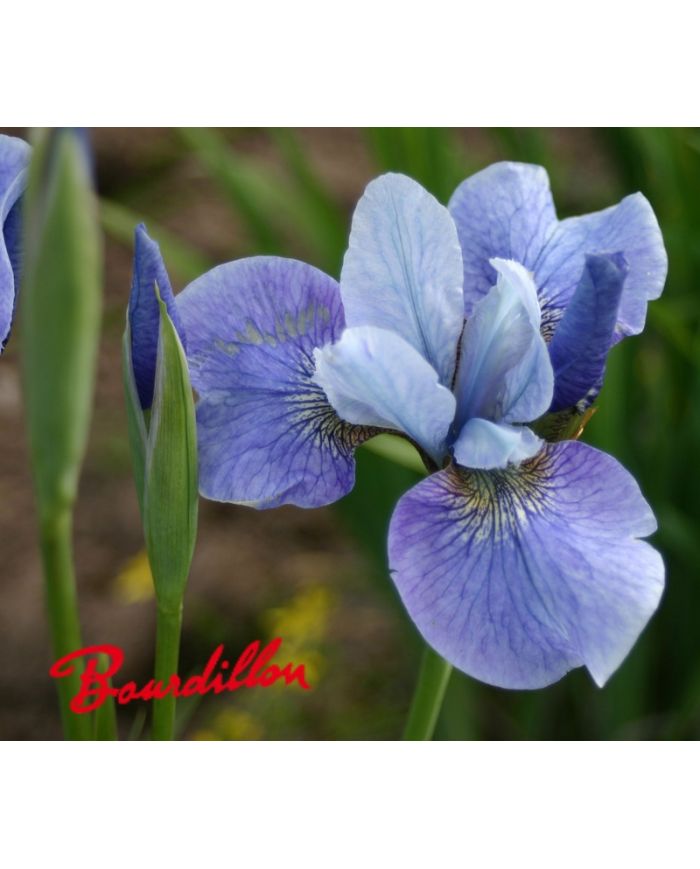 Iris : STEVE VARNER