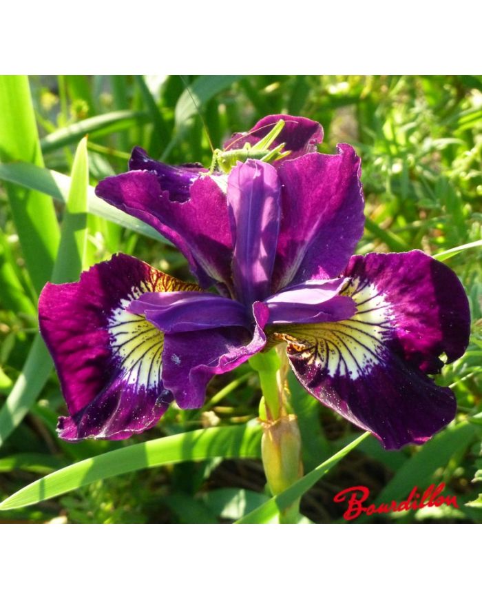 Iris : SULTAN'S RUBY