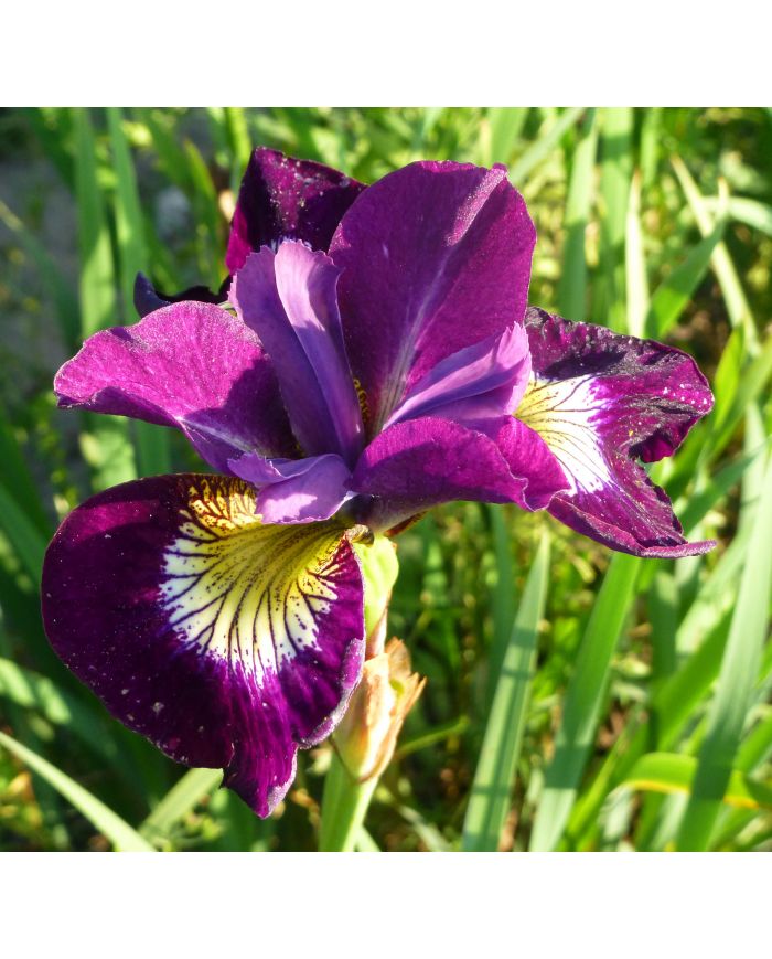 Iris : SULTAN'S RUBY