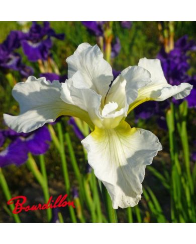 Iris : WHITE PRELUDE