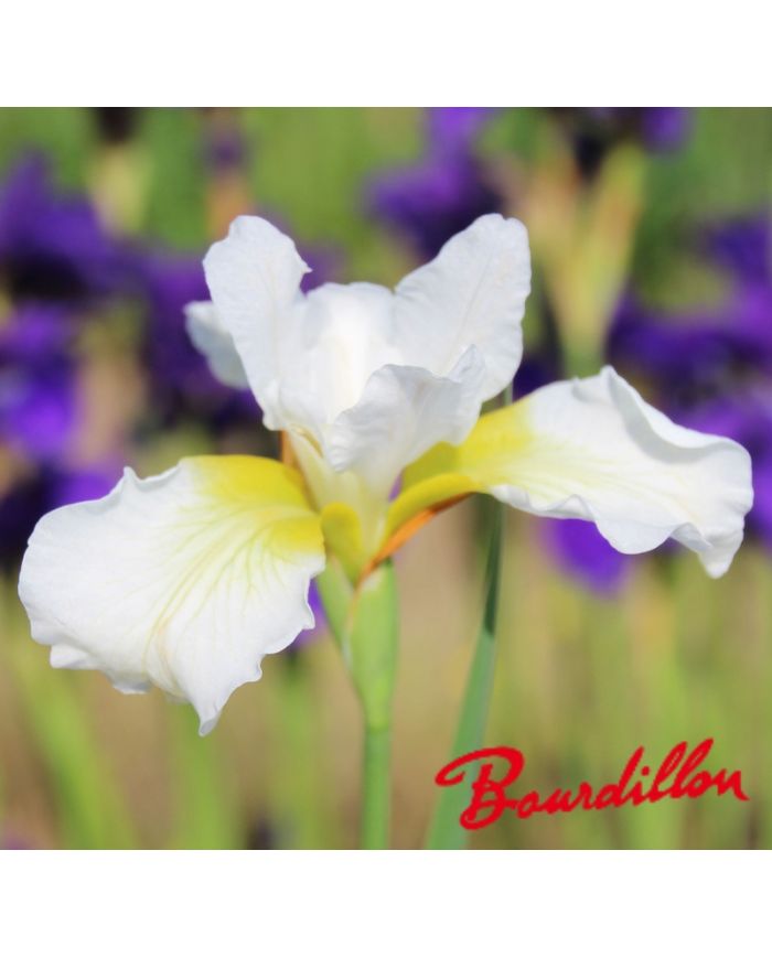 Iris : WHITE PRELUDE