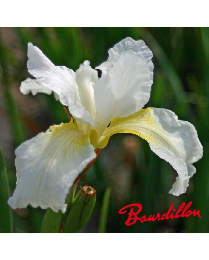 Iris : WHITE PRELUDE