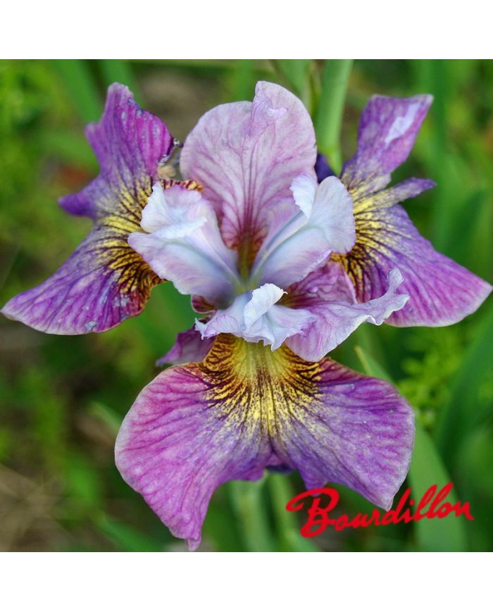 Iris sibirica : Careless Sally