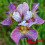 Iris sibirica : Careless Sally