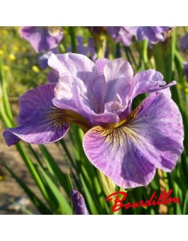 Iris sibirica : Careless Sally