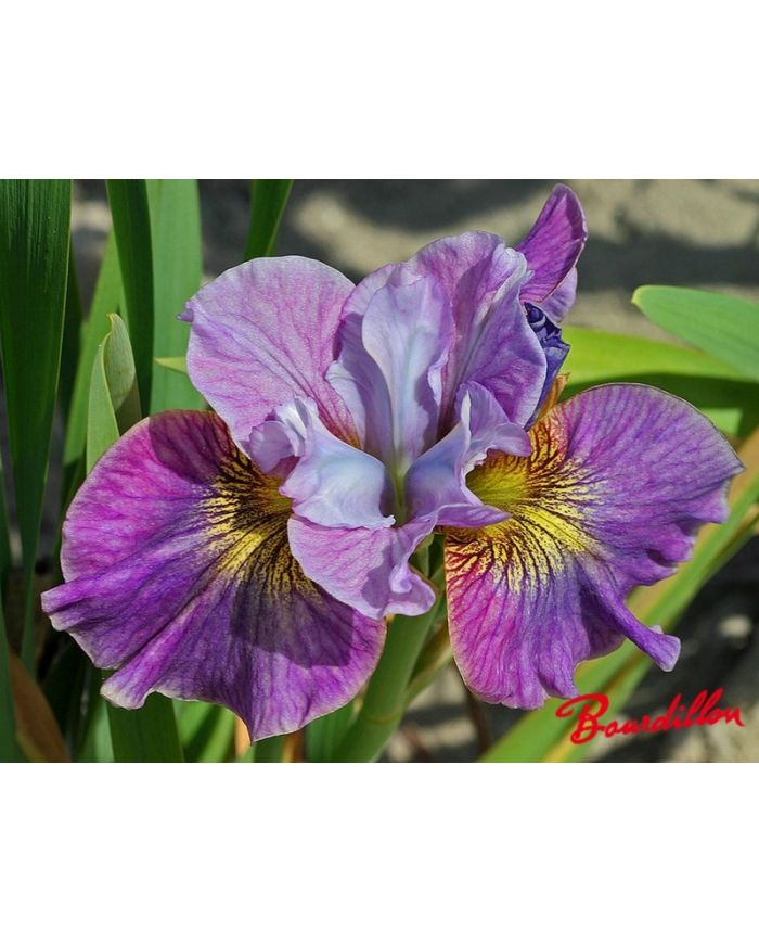 Iris sibirica : Careless Sally