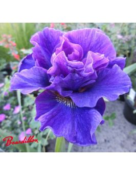 Iris sibirica : Concord Crush