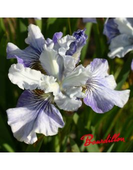 Iris sibirica : Countess cathleen