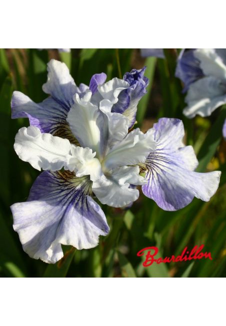 Iris sibirica : Countess cathleen
