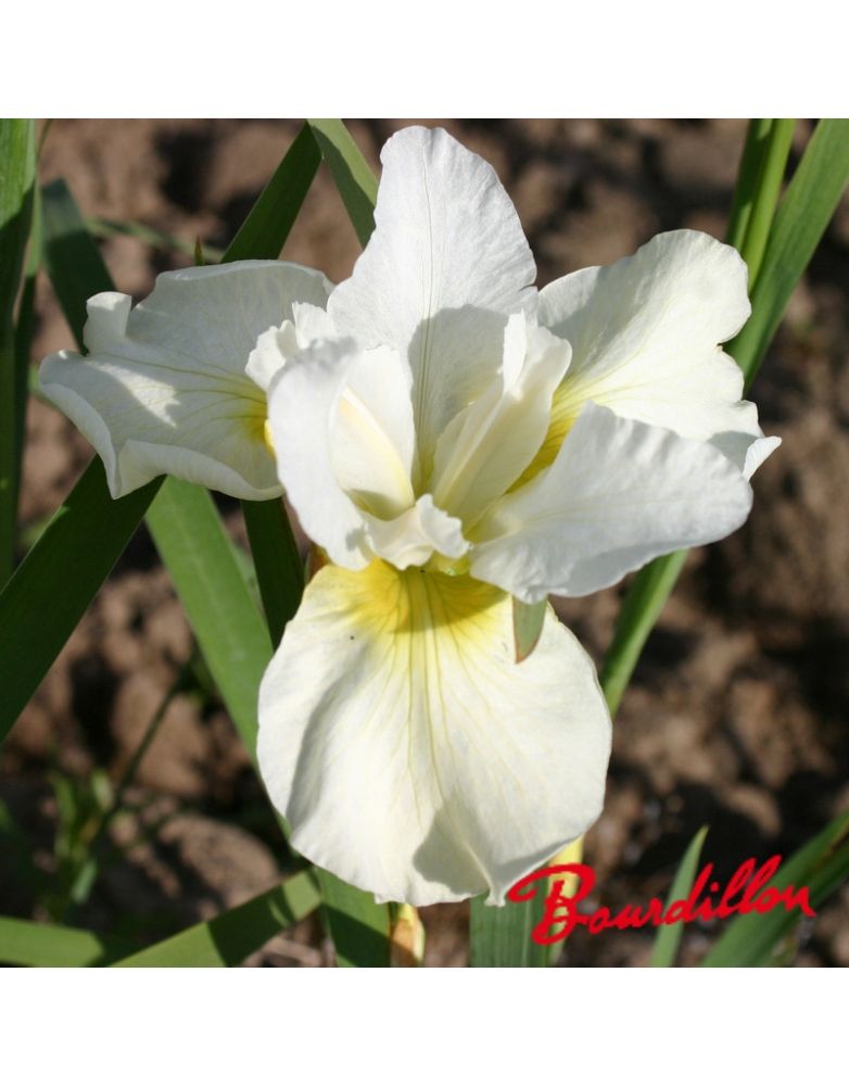 Iris sibirica : Crème Chantilly