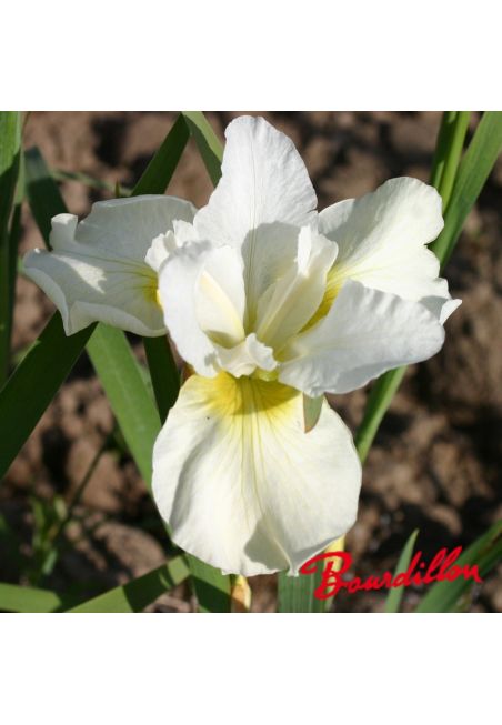Iris sibirica : Crème Chantilly