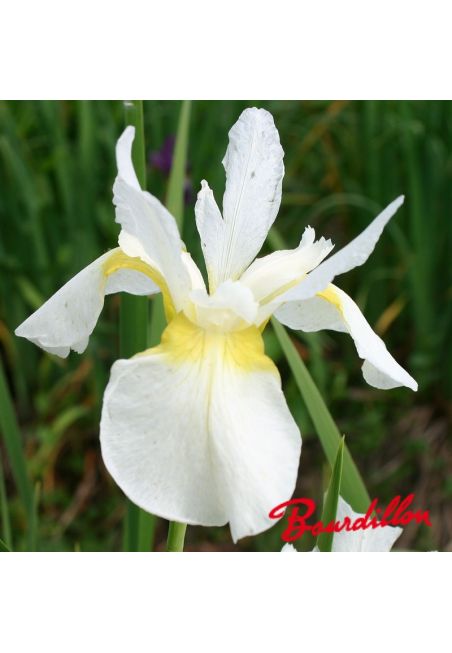 Iris sibirica : Fourfold white