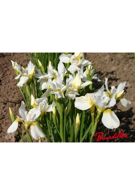 Iris sibirica : Fourfold white
