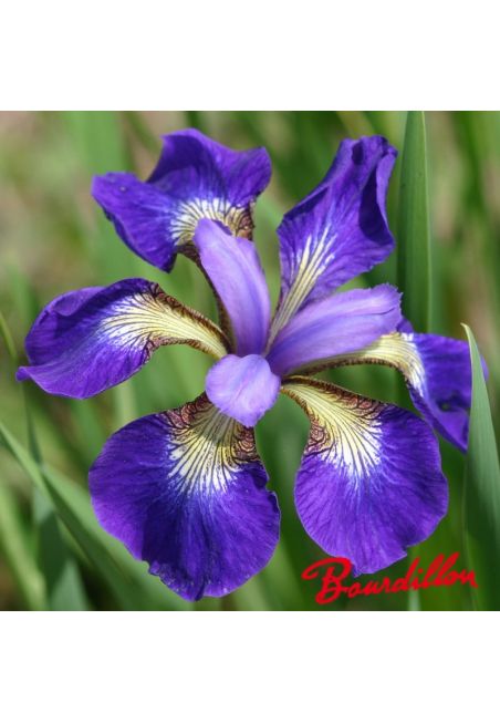 Iris sibirica : Helicopter