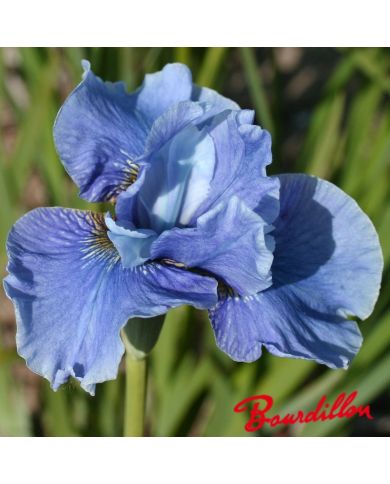 Iris sibirica : Hellbauer Riese
