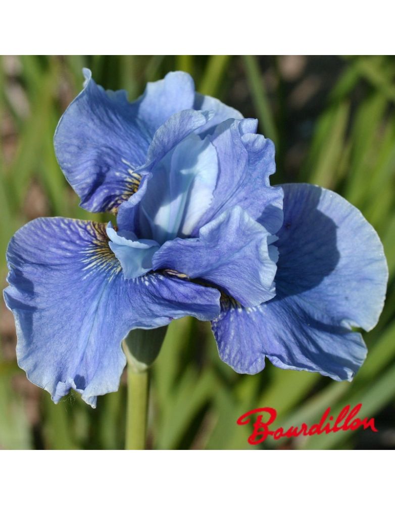Iris sibirica : HellbLauer Riese