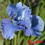 Iris sibirica : Hellbauer Riese
