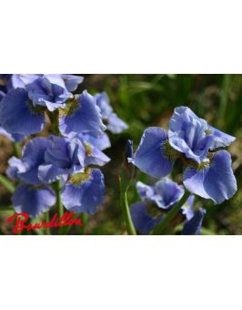 Iris sibirica : Hellbauer Riese