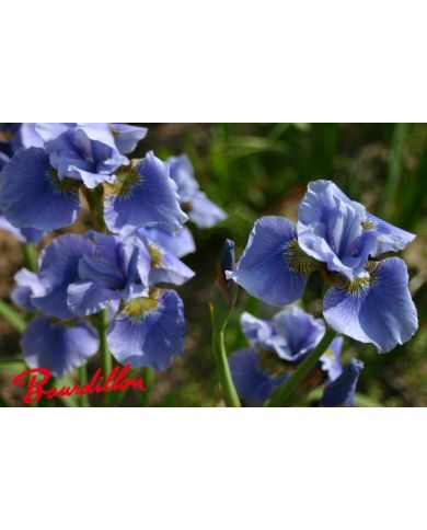 Iris sibirica : Hellbauer Riese
