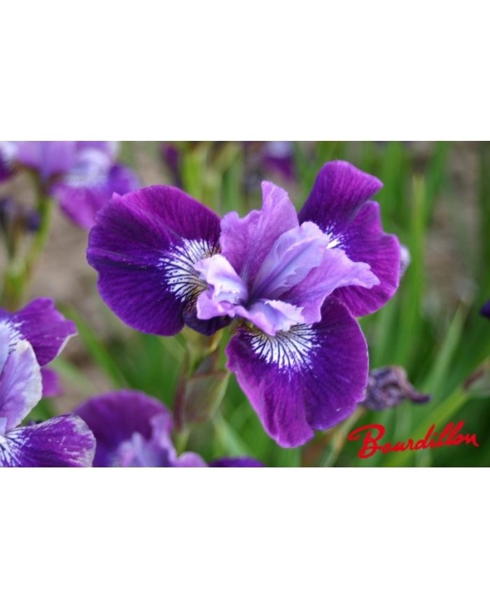 Iris sibirica : Lady Vanessa