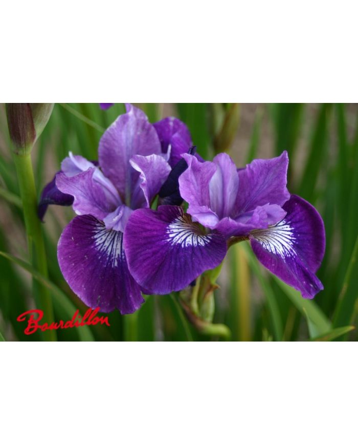 Iris sibirica : Lady Vanessa