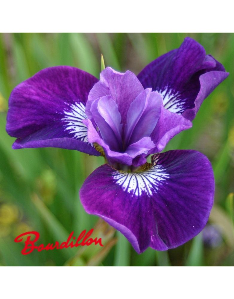 Iris sibirica : Lady Vanessa