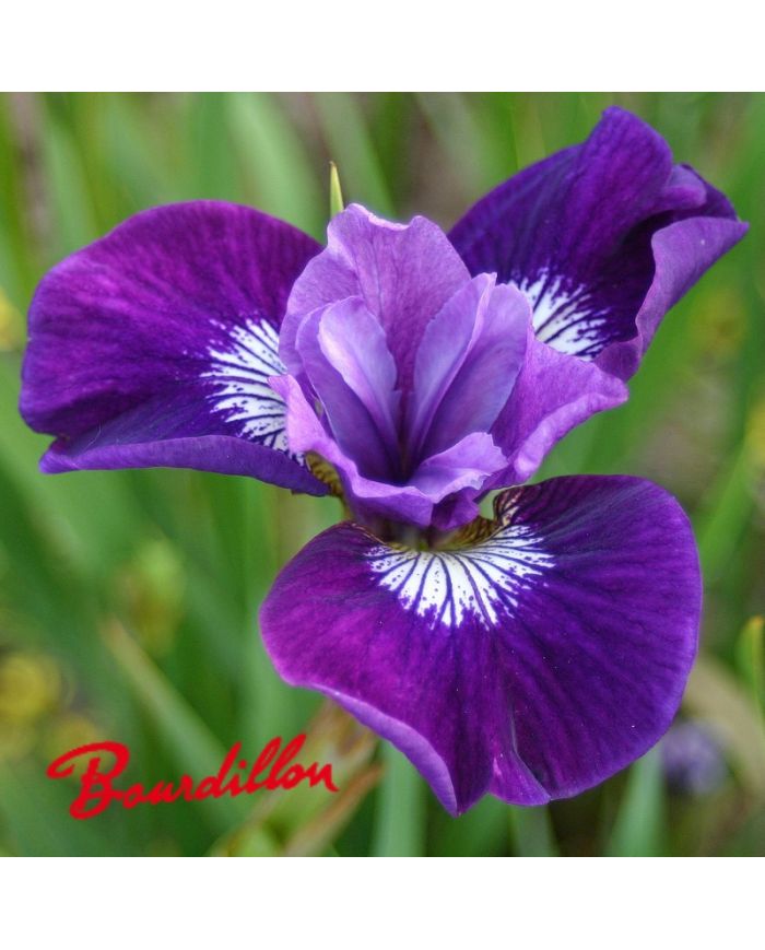 Iris sibirica : Lady Vanessa